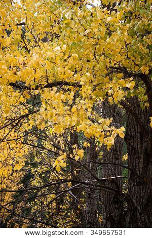 Row Of Trees In Beech Forest In Autumn