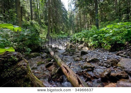 Stream lasu