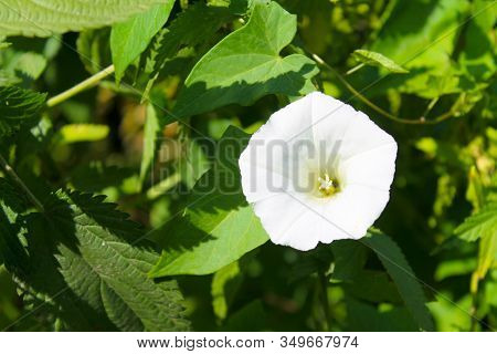 White Bindweed Flower On A Green Meadow