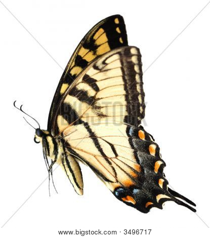 Påske Tiger Swallowtail Butterfly