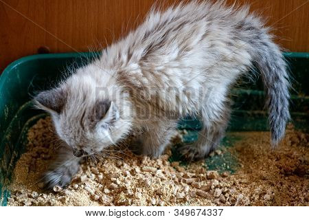 Closeup Of Cat Overweight Constipated Sick Trying To Go To The Bathroom In Box At Home Sad Looking D