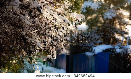 Snow Caps On Vines Of Wild Grapes On A Village Street