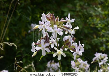 Soapwort White Flowers In Summer Garden.