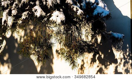 Snowy Branch Of Sona With Shadows On A White Background