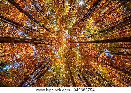 Beautiful View Of A Forest With Trees And Foliage Autumn Leaves, Sfanta Ana, ‎harghita County, Roman