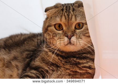 Portrait Of A Fat, Striped Cat. The Cat Looks Out From Behind The Curtain.