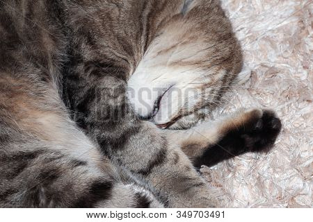 Striped Cat Sleeping On His Back. Skottish Fold