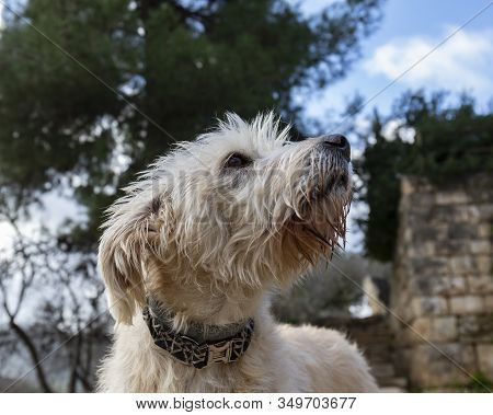 A Portrait Of A Light Brown Hairy Halfbreed Dog On A Cloudy Day