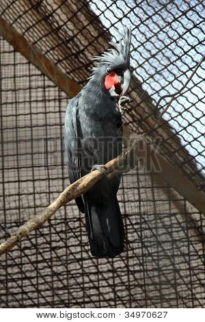Żałobnica Palmowa (probosciger Aterrimus)