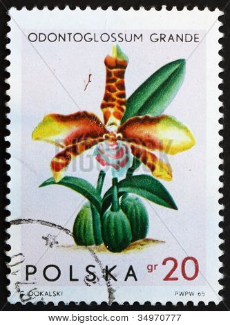 Selo postal Polónia 1965 Tiger orquídea, Odontoglossum Grande