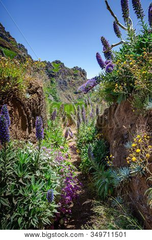 Narrow Pedestrian Path That Is High Up In Madeira Mountains, Portugal, Europe. Path Is Surrounded By