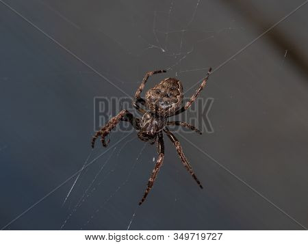 Garden Spider In Its Web