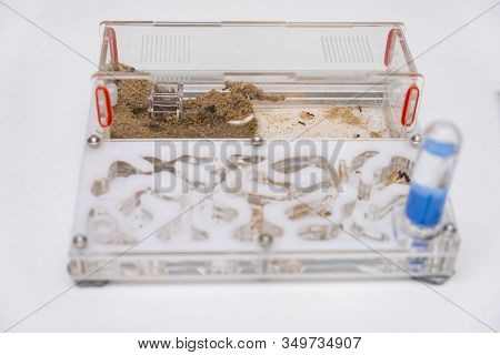 Acrylic Ant Farm, Formicarium With Messor Ants On A White Background.