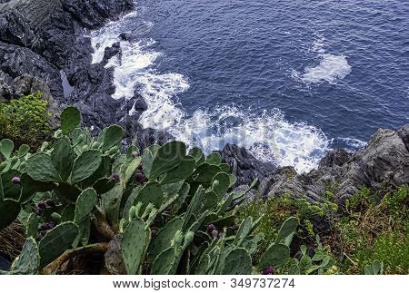 Opuntia Stricta - Prickly Pear Cactus - Vernazza, Cinque Terre, Liguria, Italy