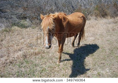 Wild Horse Roaming Assateague Island, Maryland, In The United States