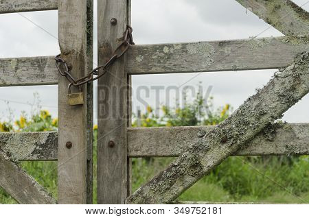 Chain And Padlock Closing A Gate, Behind It A Field Of Sunflowers And A Cloudy Sky. Chascomus, Bueno