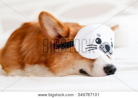 Cute Corgi Dog Laying On The Bed In Stylish Sleeping Mask, Yawning And Showing Toungue. Concept Heal