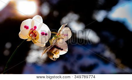 Beautiful Orchids As A Gift To A Young Lady On The Day Of All Dealers