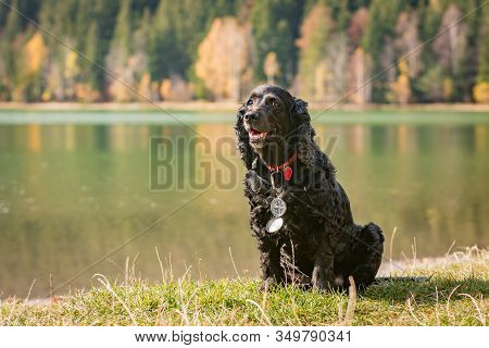 Beautiful Black Young Cocker Spaniel Playing In A Green Autumn Landscape Wearing A Compass ,sfanta A