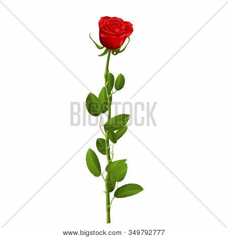 Realistic Red Rose With Leaves Isolated On White Background For Decorate Artwork For Valentine Or We