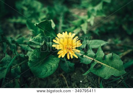 Blooming Yellow Dandelion Flowers Taraxacum Officinale In Garden On Spring Time. Detail Of Bright Co