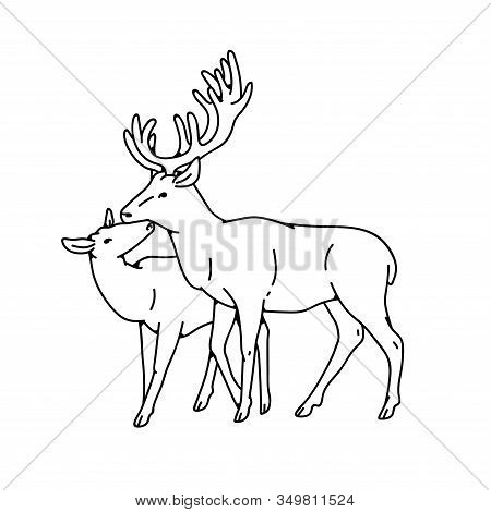 Wild Deer Love Couple Female And Male Buck With Branched Horns Vector Outline Black White Sketch Ill