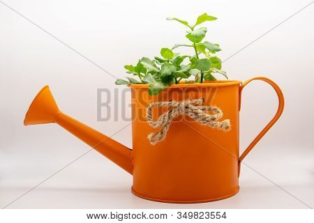 Indoor Flower Isolated On A White Background