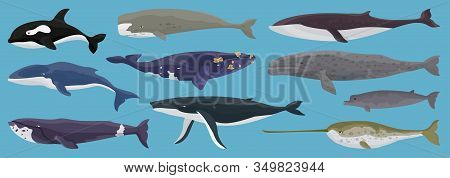Sea Whale Vector Cartoon Set Icon.vector Illustration Marine Animal Of Whale.isolated Cartoon Icon O