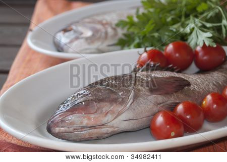 Grouper i Dentex
