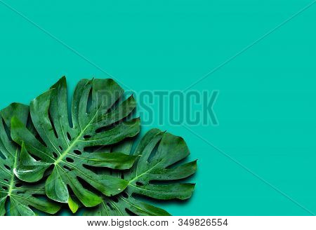 Window-leaf Monstera Obliqua Plum Blossom (miq.) Walp. 'expilata' Back Separating From The Backdrop 