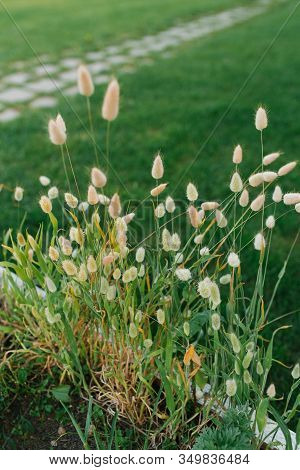 Decorative Grass Hare Tail Or Lagurus In Summer On A Flower Bed.