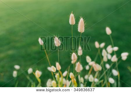 Decorative Grass Hare Tail Or Lagurus In Summer On A Flower Bed.