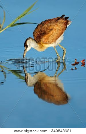 Female African jacana (Actophilornis africana) foraging in shallow water, South Africa