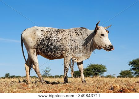 Nguni cow - indigenous cattle breed of South Africa - on rural farm