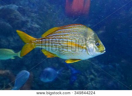 A French Grunt Fish Swimming Inside An Aquarium