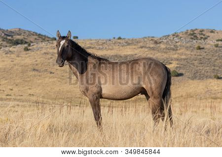A Beautiful Wild Horse In Autumn In The Utah Desert