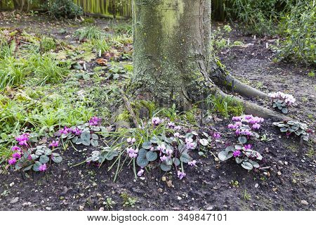 Cyclamen Coum Flowers In A Garden In Winter, Uk