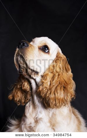 American Cocer Spaniel puppy