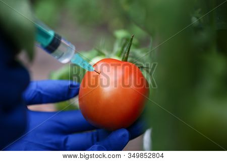 Injection Vegetable For Quick Ripening Tomato. Man In Nylon Gloves Holds Small Syringe In His Hands,