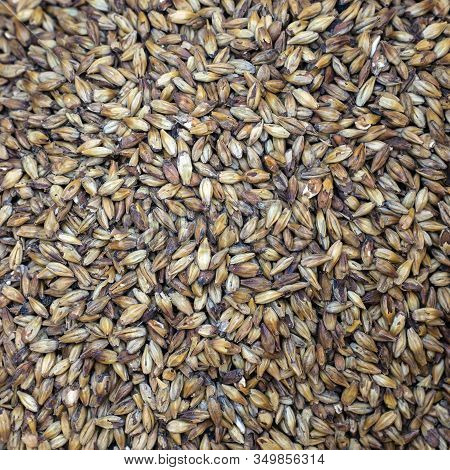 Texture With Of Barley Malt For Beer, Pale Ale, Pilsen.