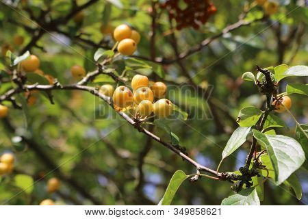Orange Crab Apples, Malus X Zumi Variety Professor Sprenger, Hanging From A Tree In Late Summer With