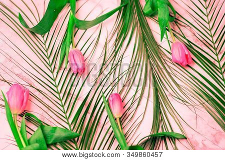 Closeup Beautiful Spring Summer Background With Green Robelini And Pink Tulips. On White Marble, Top