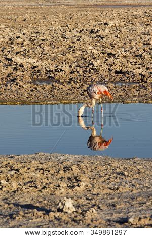 Picture Of A Red Flaming At Sunset In Chaxa