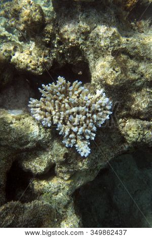 An Acropora Coral In New Caledonia Sea