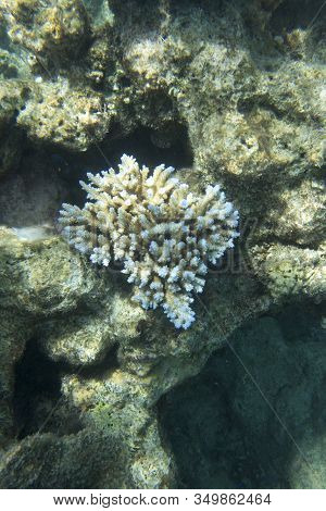 An Acropora Coral In New Caledonia