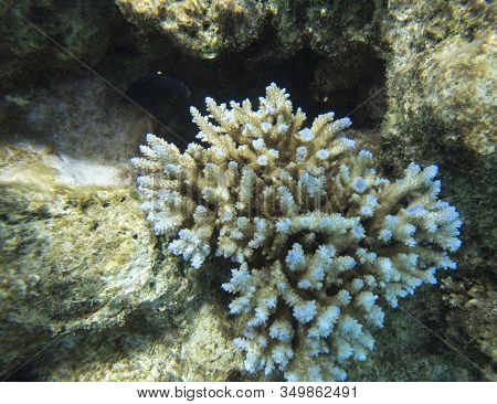 An Acropora Coral In New Caledonia