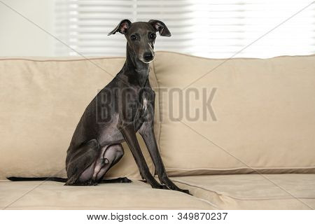 Italian Greyhound Dog On Sofa At Home