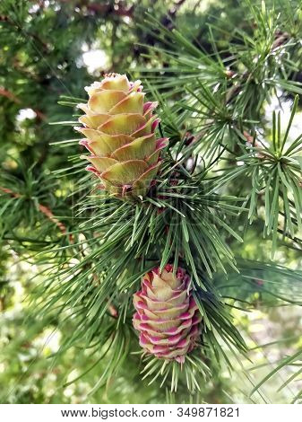 Young Larch Cones In Mid-summer. Fruit-cones Of A Coniferous Deciduous Tree Of The Daurian Larch In 