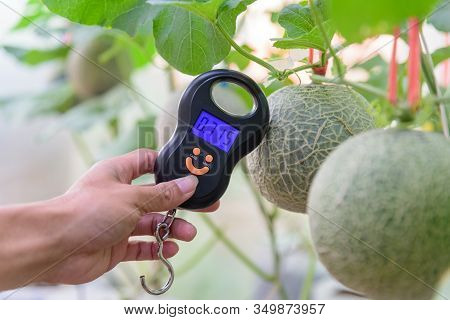Use Portable Digial Scale For Fresh Melon  Weigh In Farm