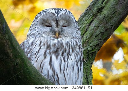 Ural Owl, Strix Uralensis. Nocturnal Owl Sitting On Tree Branch In Autumn Forest.